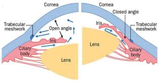 (n.) a figure or drawing made to illustrate a statement, or facilitate a demonstration; Figure 7b A Schematic Diagram Of The Webvision Ncbi Bookshelf