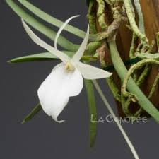 Image result for Angraecum moandense