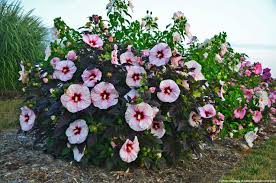 Even so, alyogyne huegelii is still known as the blue hibiscus, or lilac hibiscus, due to its similar petal structure. Hibiscus X Summerific Perfect Storm Havlis Cz