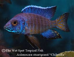 Image result for Catunaregam stenocarpa