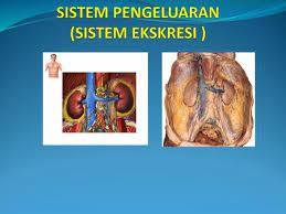 Demikian download media ajar powerpoint biologi sma kelas 10,11 dan 12 yang bisa kami bagikan. Sistem Ekskresi Pada Manusia Ppt Download