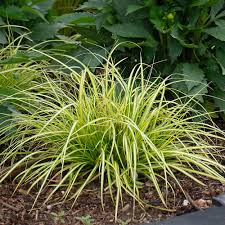 Image result for Carex