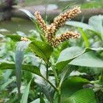 Image result for Persicaria senegalensis