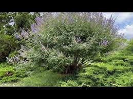 Image result for Vitex patula