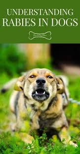 Pin On Dog Health Tips