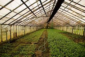 Maybe you would like to learn more about one of these? Polycarbonate Roof Vs Fiberglass Roofing Which Is Better For Your Home Parklane Commercial Corporation