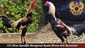 Ciri Khas Spesifik Mengenai Ayam Birma Asli Myanmar Sabung Ayam Online Asli Bulan Baru