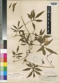 Image result for Ipomoea tuberculata