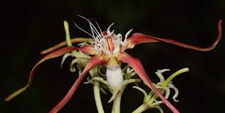 Image result for Strophanthus bequaertii