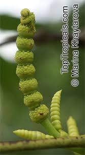 Image result for Gnetum