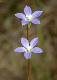 Creatures » cellular organisms » eukaryotes » plants » green plants » streptophyta » embryophytes » higher plants » spermatophytes » angiosperms » eudicots » superasterids » asterids » asterales » bellflowers » wahlenbergia « Factsheet Wahlenbergia Gracilis