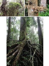 Image result for Strephonema mannii