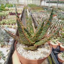 Image result for Aloe zebrina