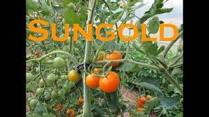 Some tried and true favorites include: Vegetable Variety Review Sungold Cherry Tomato Youtube