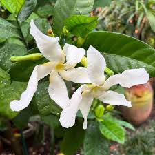 Image result for Otholobium foliosum