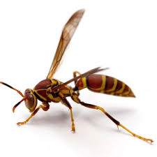 Black And White Wasp Identification A Comprehensive Guide To Yellow Stripey Things Wasp Wasp Insect Bugs Insects