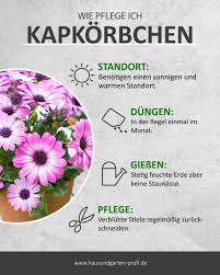 Wie Man Das Kapkorbchen Richtig Giesst Pflegt Dungt Und Den Richtigen Standort Findend In 2020 Balkon Pflanzen Haus Und Garten Korb