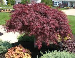 Crimson Queen Japanese Red Maple In Full Spring Color Japanese Maple Tree Maple Tree Landscape Japanese Red Maple