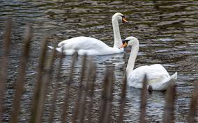 A note from michael gira of swans: Bird Keepers On Alert As Swans Found With Suspected Severe Strain Of Flu