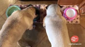 The Farmer S Dog Tv Commercial The Sound Of Real Food Song By Ludwig Van Beethoven Ispot Tv