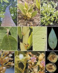 Image result for Parinari capensis