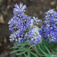 Image result for Vitex thyrsiflora