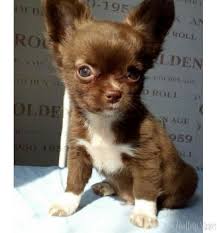 Chihuahua For Sale Near M Chihuahua For Sale Near Me Chihuahua Puppies Puppies Pets