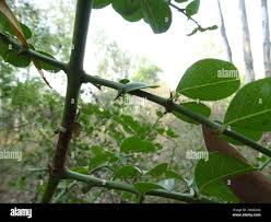 Image result for Scutia myrtina