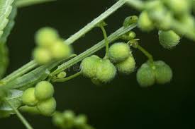 Image result for Micrococca mercurialis