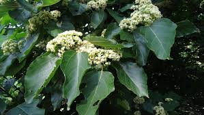 Image result for Hovenia