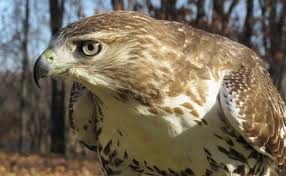 Generally smaller slower fliers, most buteo species live in open area habitat such as grasslands and prairies. Oakland County S Highway Patrol Red Tailed Hawks Oakland County Blog