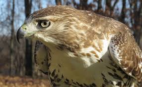 Hawks and eagles are active during the day, while owls are active at night. Oakland County S Highway Patrol Red Tailed Hawks Oakland County Blog