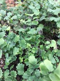 Image result for Adiantum capillus-veneris
