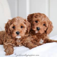 We strive to provide you with the most up to date breeder listings including the most current contact information to assist in your search. Cockapoo Puppies By Maple Home Facebook