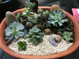Jardin De Seculentas Mini Garden Succulents Succulents In Containers