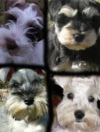 Find the perfect puppy for sale in north carolina at next day pets. North Carolina Dog Breeders Websites Puppysites Com