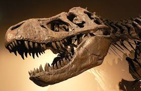 Tyrannosaurus Knackte Selbst Dicke Knochen Zahnspitzen Des Raub Dinosauriers Ubten Normen Druck Aus Scinexx De
