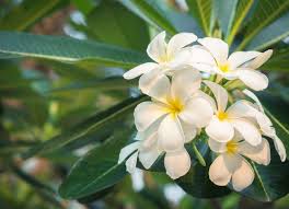Beautiful White Plumeria Flowers Bloom Smell Good Concepts Of Homeopathy Paid Sponsored Affiliate Plumeria White In 2020 Plumeria Flowers Plumeria Bloom