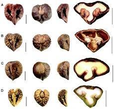 Image result for Rytigynia sp. C