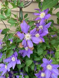 Image result for Clematis commutata
