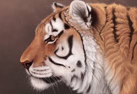 tiger realistisch malen dekoking com 4 deviantart tiger drawings