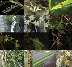 Image result for Tridactyle bicaudata