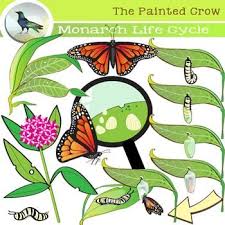 Monarch Butterfly Life Cycle Clip Art Bug X2f Insect Clip Art Butterfly Life Cycle Monarch Butterfly Life Cycles