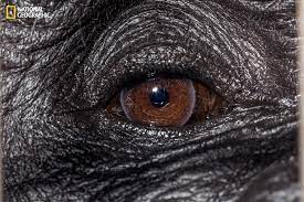 These Extraordinary Close Up Photos Of Animal Eyes Look Out Of This World Animal Close Up Eye Close Up Cool Eyes