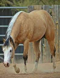 American paint horses are known for their colorful coat pattern and stock horse body type. Dappled Buckskin With A Silver And Black Mane Something That Occurs On Rare Occasions Pretty Horses Buckskin Horse Horse Inspiration