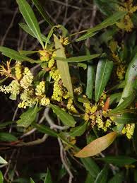 Image result for Myrica chimanimaniana