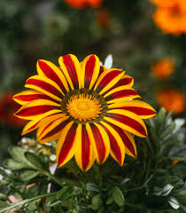 Image result for foto Gazánie