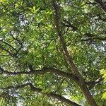 Image result for Ficus saussureana