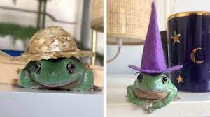 Check spelling or type a new query. Adorable Pet Frogs Wear Hats Youtube