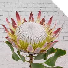 See more of proteas on facebook. Protea Holex Flower Blog